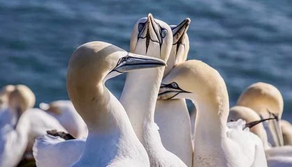 爱游戏APP-绿茵场上的千钧一发：当足球悬念改写人类肾上腺素图谱