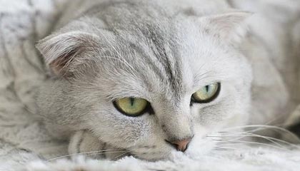 爱游戏下载-西悉尼流浪者主帅战术布置细致，力争半决赛全胜