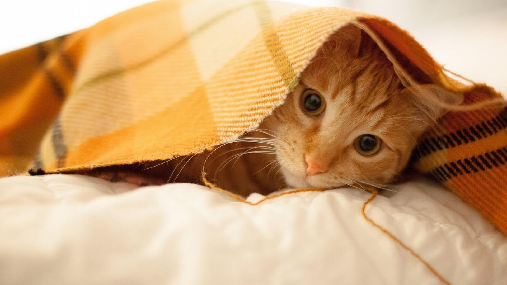 王冠加冕夜，切特与他的不朽九十分钟