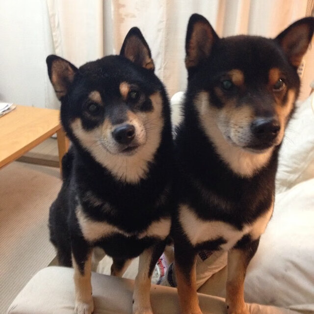 爱游戏tv-南美旋风席卷欧冠，那不勒斯硬仗中的巴西式胜利