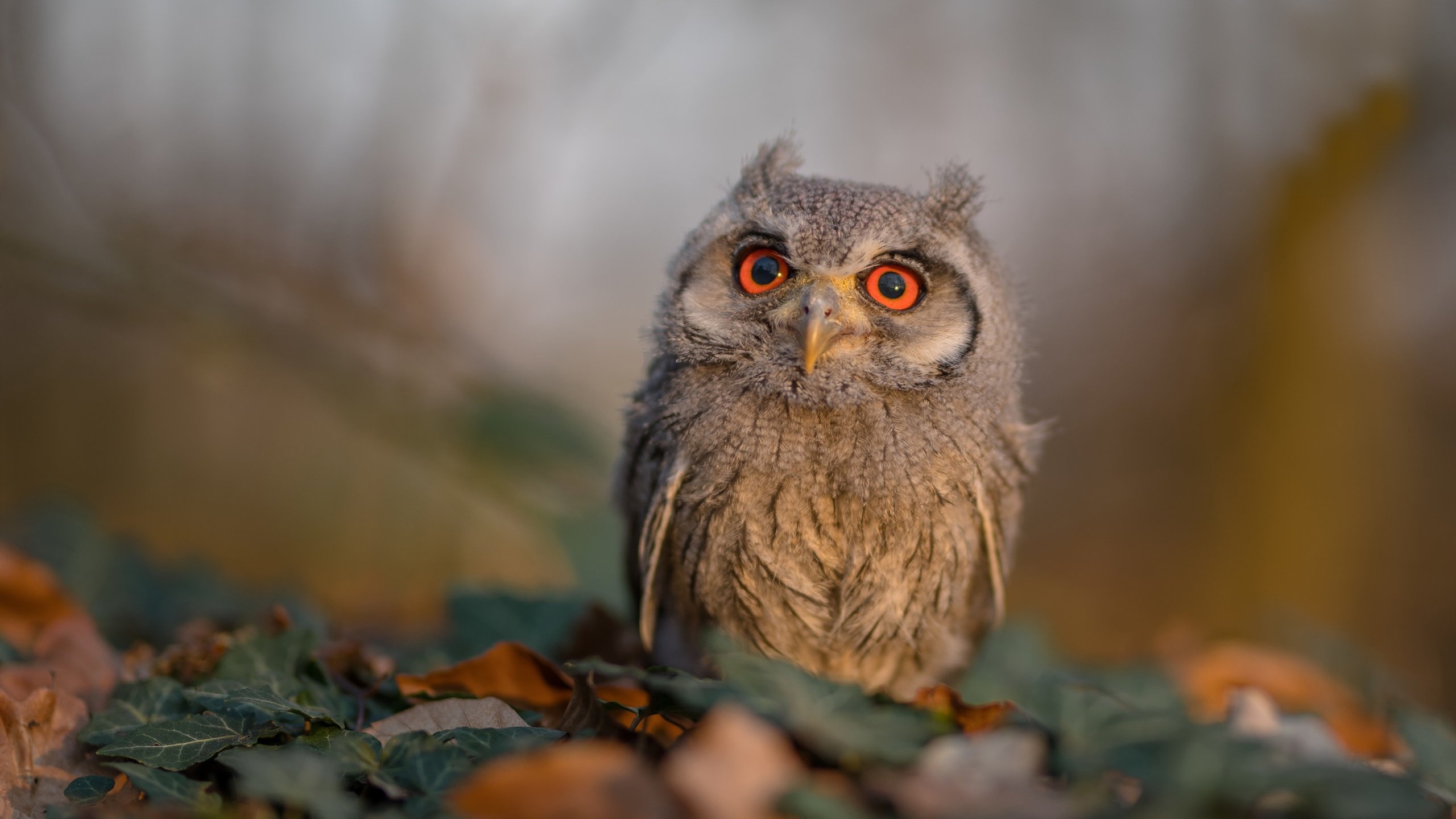 奥运热身赛惊魂夜,浓眉统治攻防,火箭新星绝杀北京队