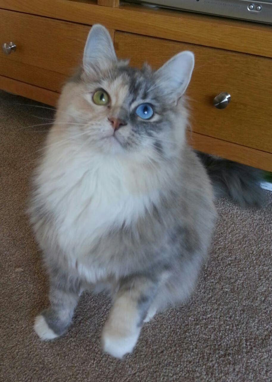 格列兹曼绝杀定乾坤，美国队淘汰赛力克里昂晋级